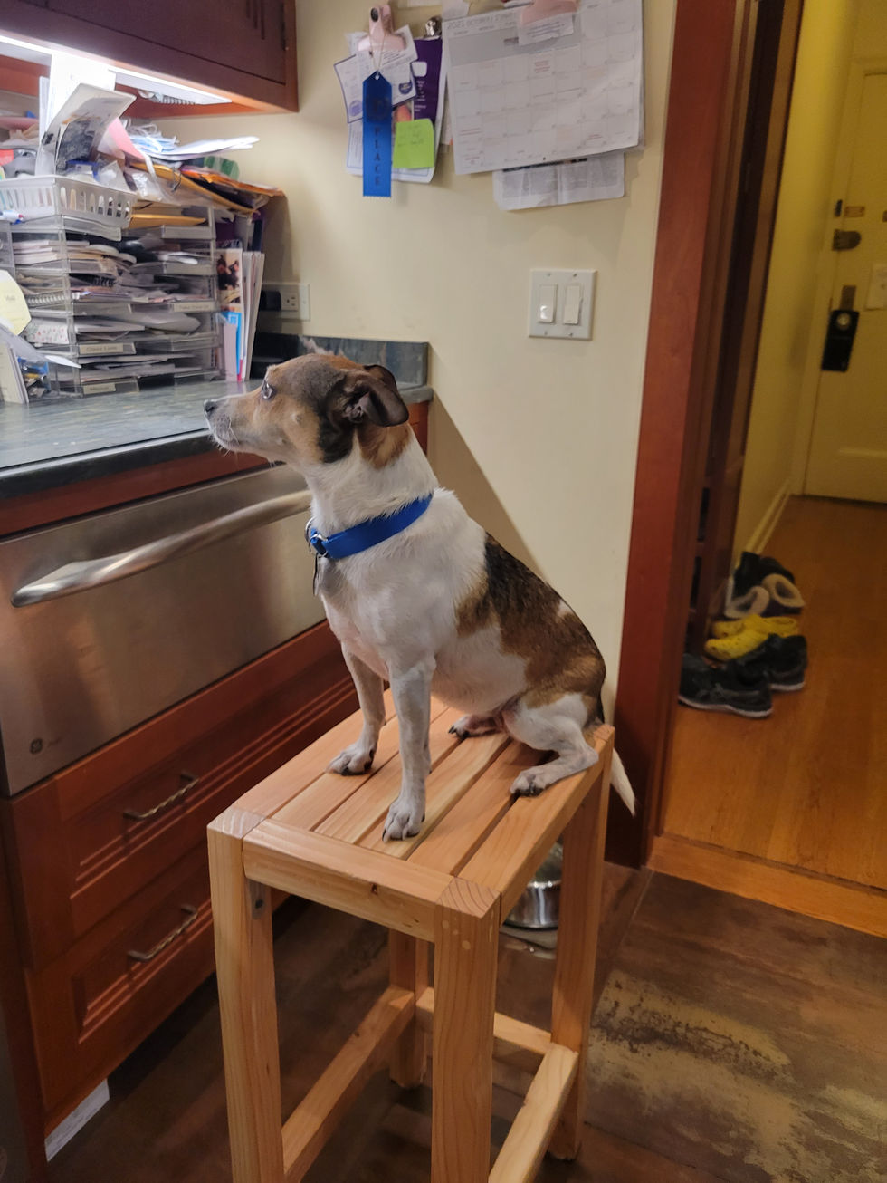 My dog enjoying the stool