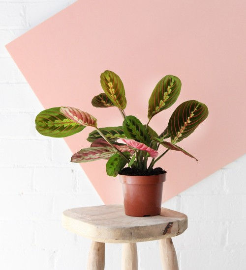 Prayer PLANT ON A STOOL
