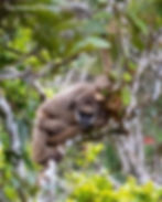 Northern Muriqui / muriqui do norte / Brachyteles hypoxanthus / RPPN Sossego / Minas Gerias, Brazil