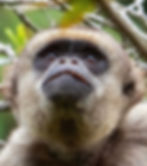 Northern Muriqui / muriqui do norte / Brachyteles hypoxanthus / RPPN Sossego / Minas Gerias, Brazil