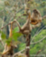 Northern Muriqui / muriqui do norte / Brachyteles hypoxanthus / RPPN Sossego / Minas Gerias, Brazil