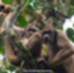 Northern Muriqui / muriqui do norte / Brachyteles hypoxanthus / RPPN Sossego / Minas Gerias, Brazil
