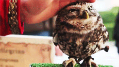 owl.gif