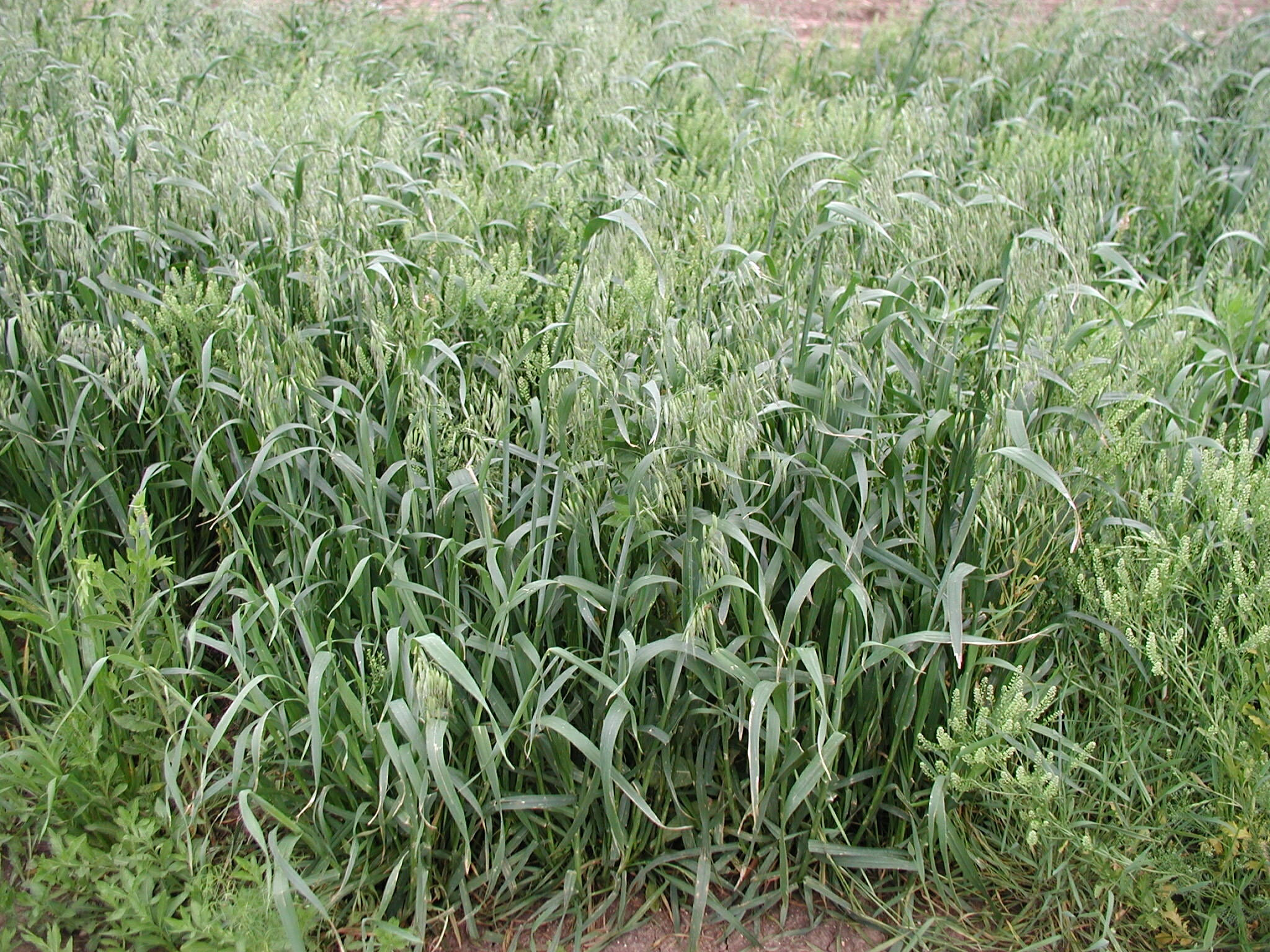Wild Oat 20 ml