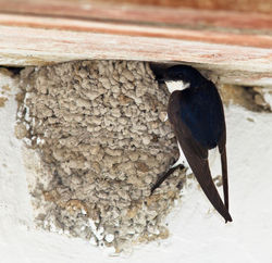 Nid d'hirondelle de fenêtre (Delichon urbicum)