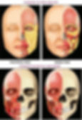 Avec le temps, la structure du visage change; les os et les muscles s'atrophient, la graisse diminue et a tendance à glisser vers le bas. Pour garder un aspect jeune, un teint éclatant et une peau ferme, il est nécessaire de pratiquer la gym faciale ou le massage du visage régulièrement. Pour une peau lisse, un teint éclatant, radieux et lumineux. . Il aide à sculpter son visage à tout âge.