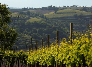 Lonigo colli berici.jpg