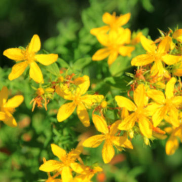 Johanniskraut mit Blüten wie Sonnestrahlen