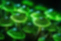 Psilocybin_mushrooms_HERO_journey.jpg
