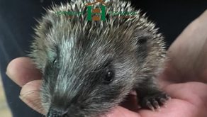 Are Hedgehogs Dangerous?