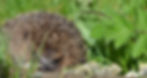 A hedgehog sitting on a tree log