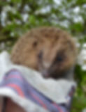 hedgehog-in-rehabilitation.jpg
