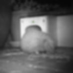 Rehabilitated Wild British Hedgehog Making a Nest in the Wild with Newspapers and Dried Hay