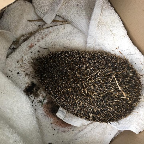 What Things Hurt Hedgehogs The Most?