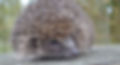 A hedgehog ontop of a hutch