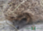 Hedgehog