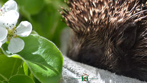 Helping Hedgehogs: Hedgehog Awareness Week 2020