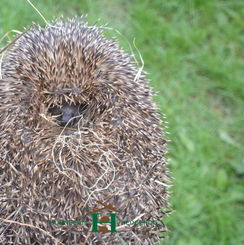 Hedgehog With Green Gummy Poop Stool Faeces