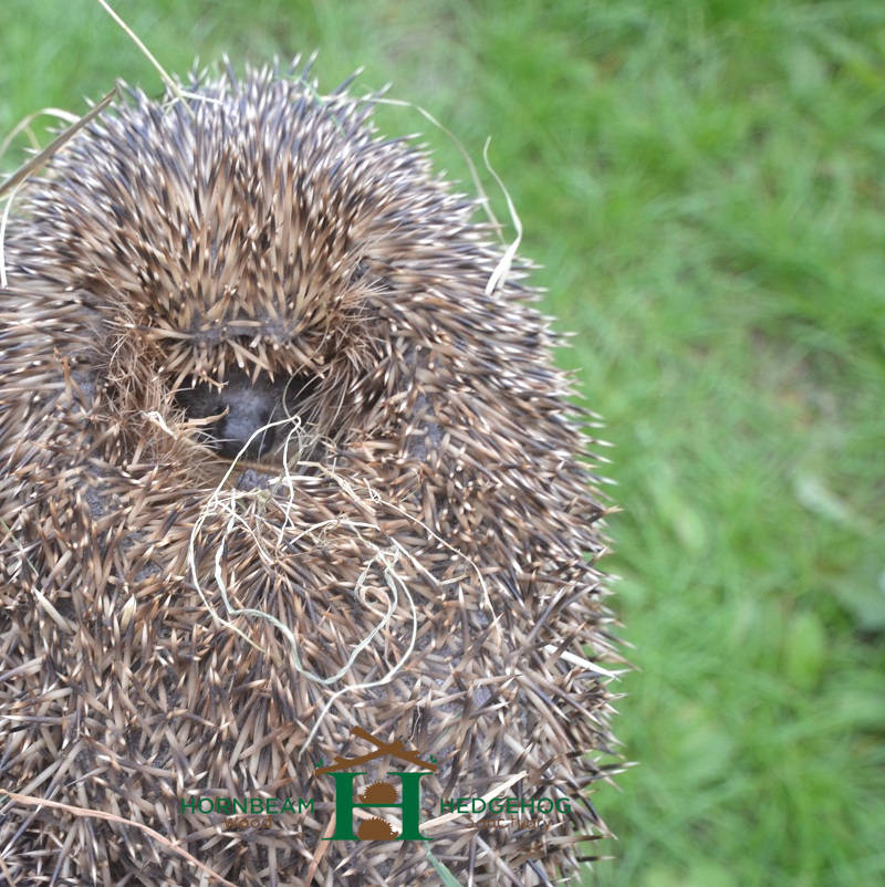 Hedgehog With Green Gummy Poop / Stool / Faeces