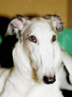 The incomparable Windy