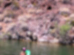 Big Horn Sheep, Nature, lake fun