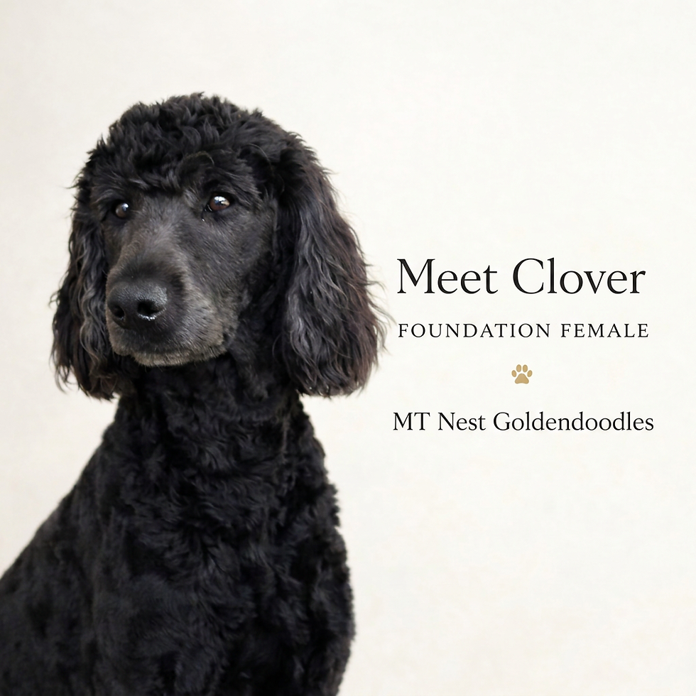 Clover