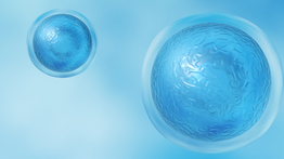 Ficha técnica de doenças