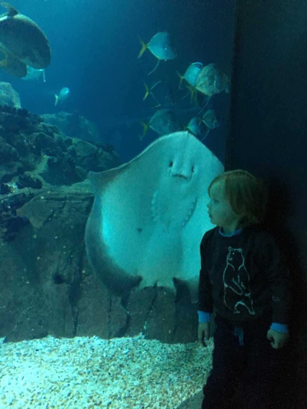 Oceanário de Lisboa - Portugal com Miúdos