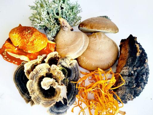 Compound Mushroom Extracts
