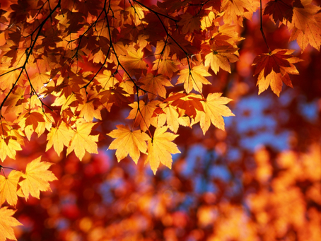 October 2022 HomewardBound Newsletter