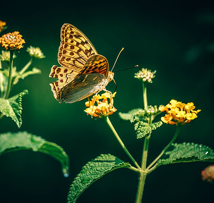 Schmetterling