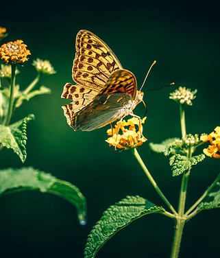 Schmetterling
