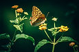 Borboleta
