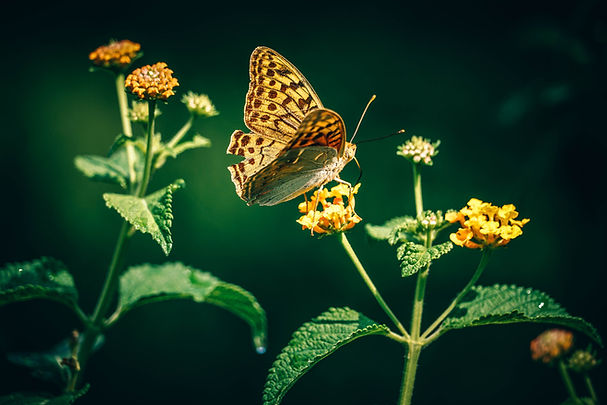 Butterfly On Flowers