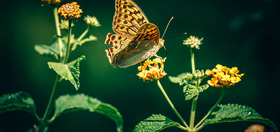 Schmetterling