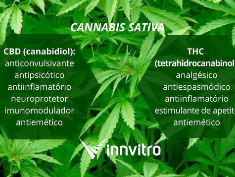 Registro de medicamentos à base de CANNABIS: avaliação de segurança (RDC 24, RDC 26, RDC 200)