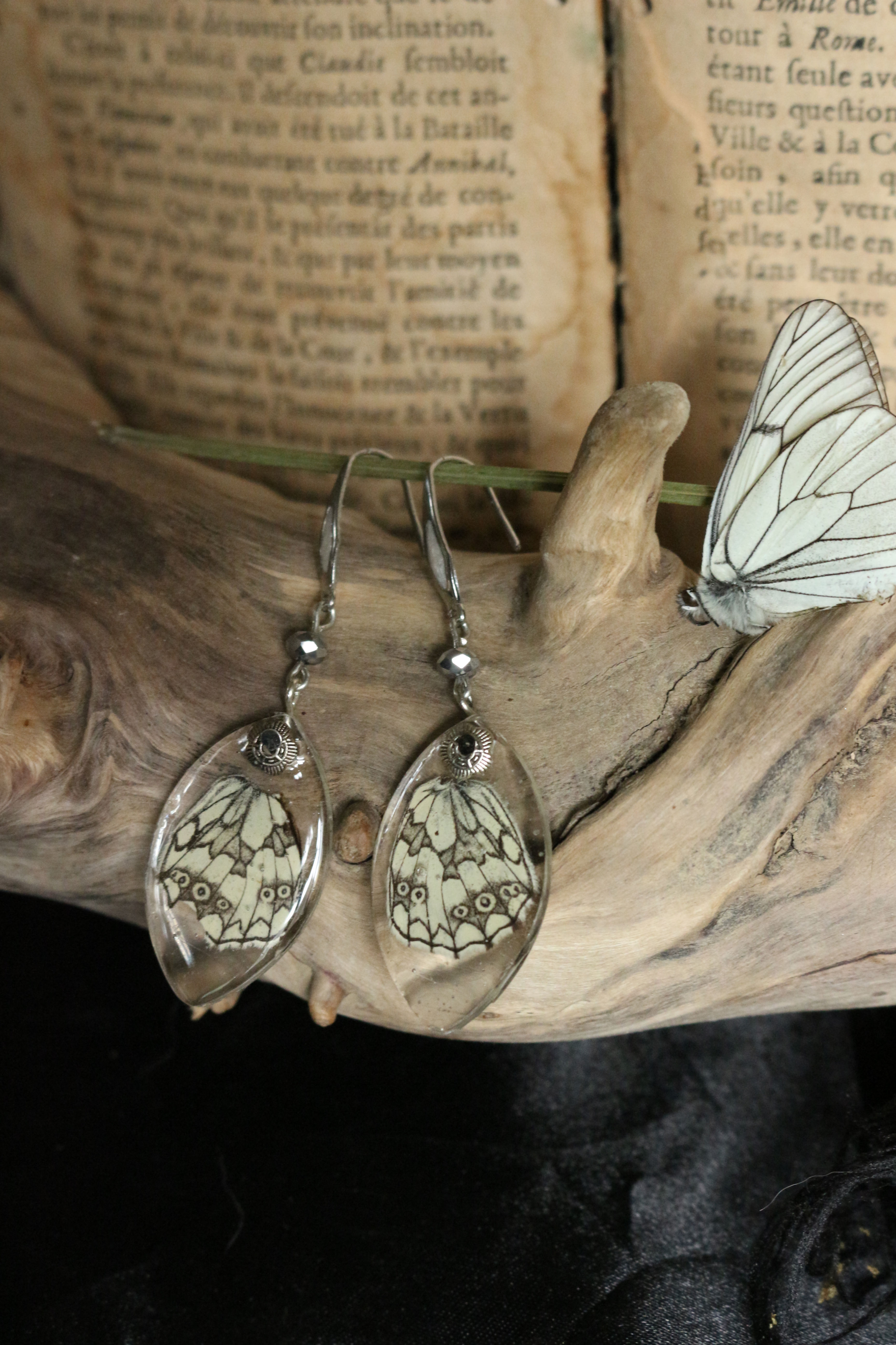 Papillons de lumière 