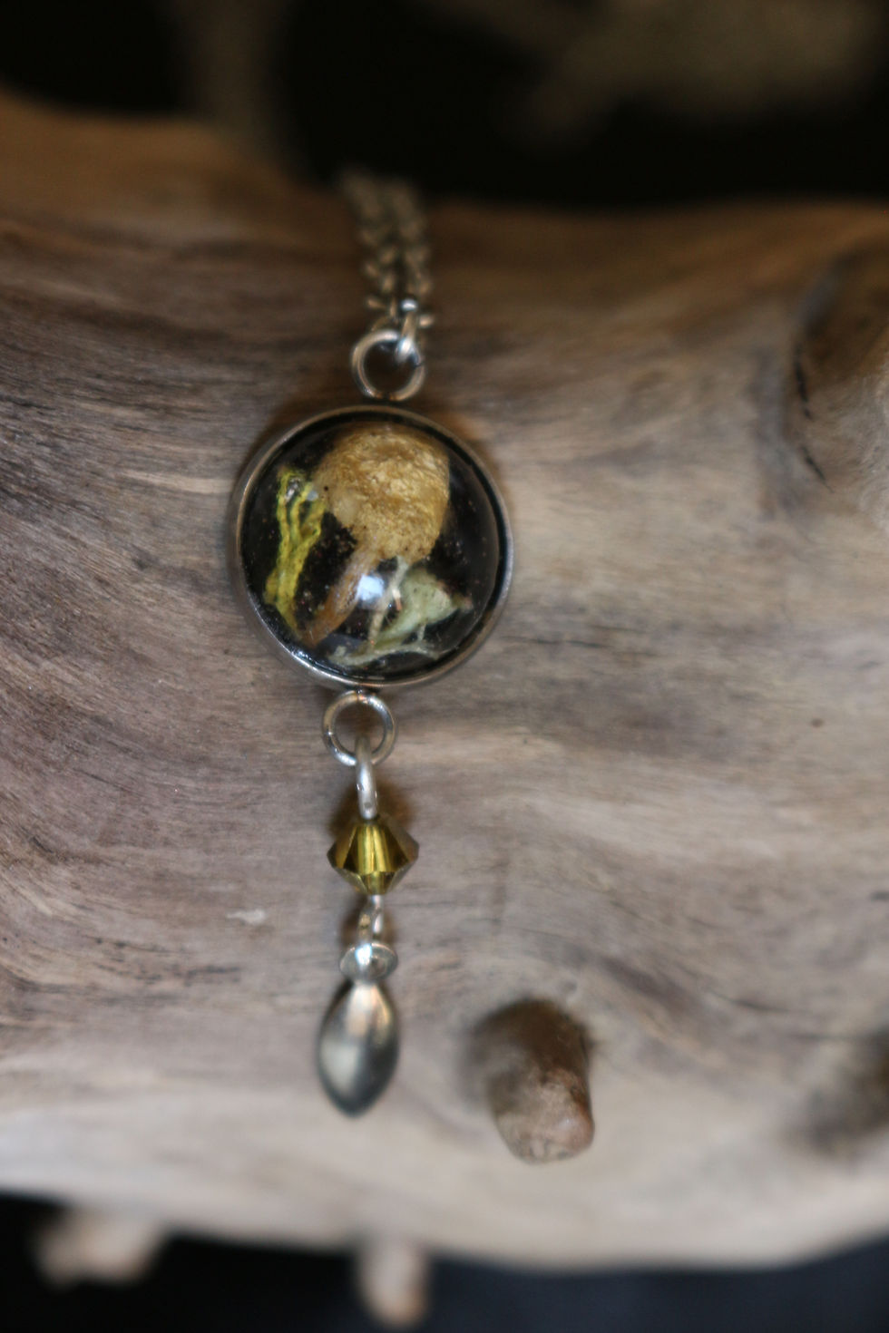 Miniature : Les petits champsaurins 