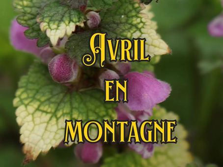 Bienvenue dans l'univers féérique de NATURAMATERCREA