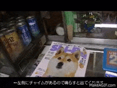 doge gif
