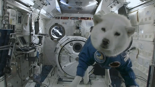 doge espace gif