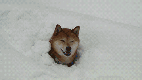 doge neige gif
