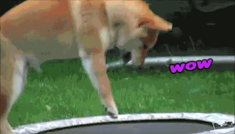 doge trampoline gif