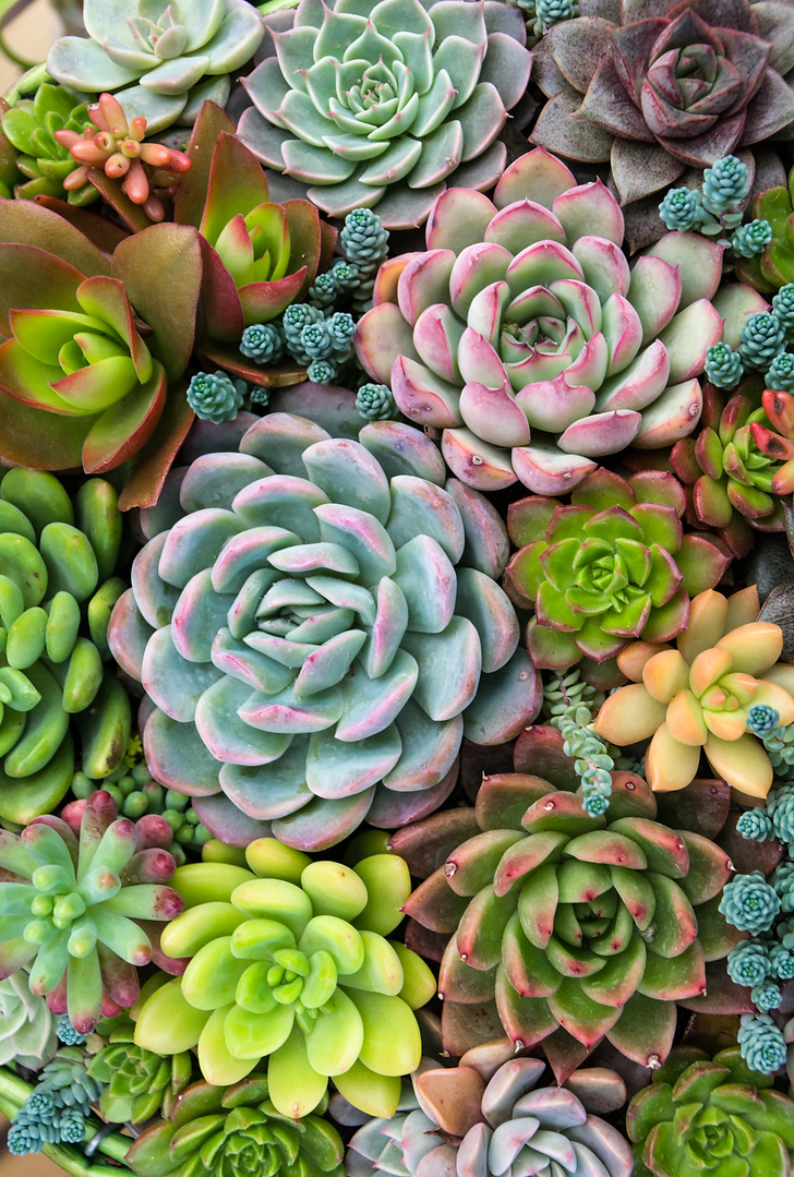 rectangular-arrangement-succulents-cactus-succulents-planter_edited.png