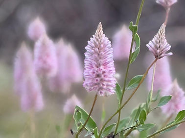 WhatsApp Image 2025-08-04 at 7.11.55 PM (1).jpeg