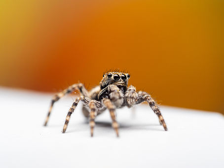 Downy Jumping Spider (Attulus pubescens)
