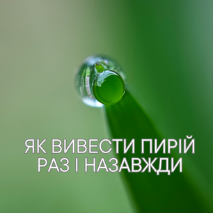 Як вивести пирій раз і назавжди