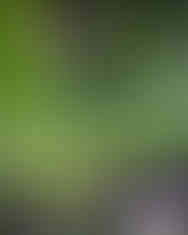 Лучний квітник у природному стилі з люпинами, шавлією, ірисами та багаторічниками в приватному саду