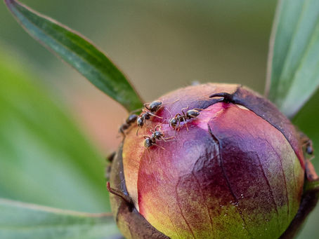 Мурахи на півоніях, що робити?