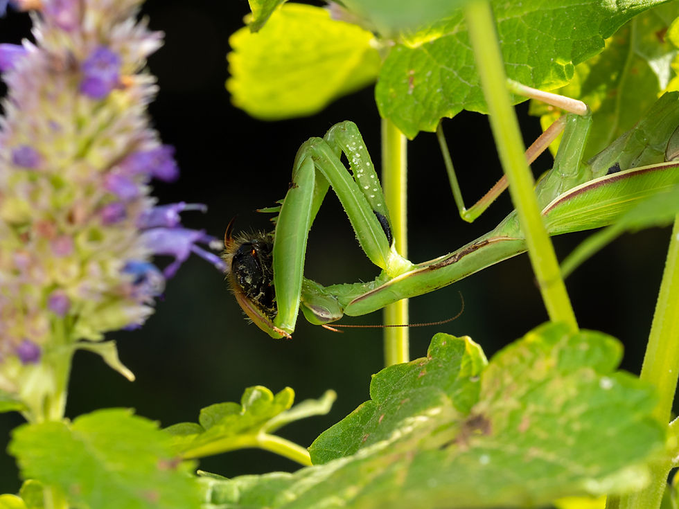 Природні взаємозв'язки у саду, контролююча роль людини, ентомофаги і пестициди